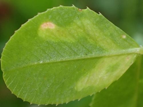 Réf. 356 645 : Agromyza frontella